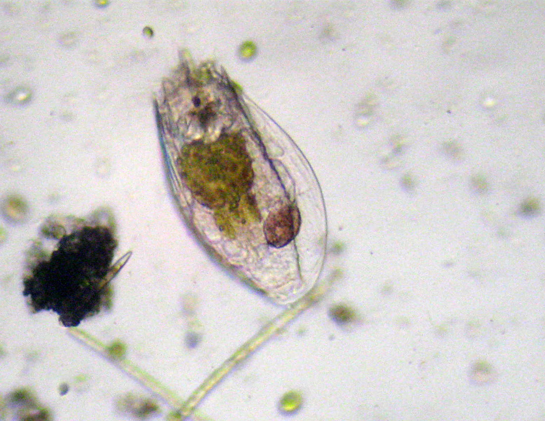 Rotiferi nel fosso: Notholca acuminata